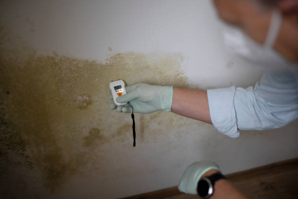 Best Basement Mold Remediation in Girard, OH