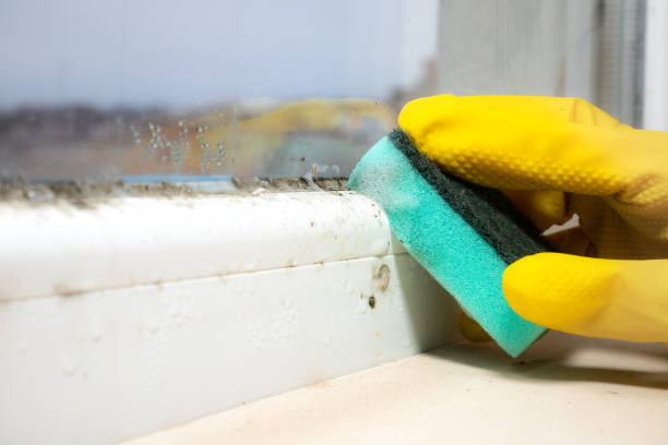 Best DIY Mold Remediation Support Services in Girard, OH