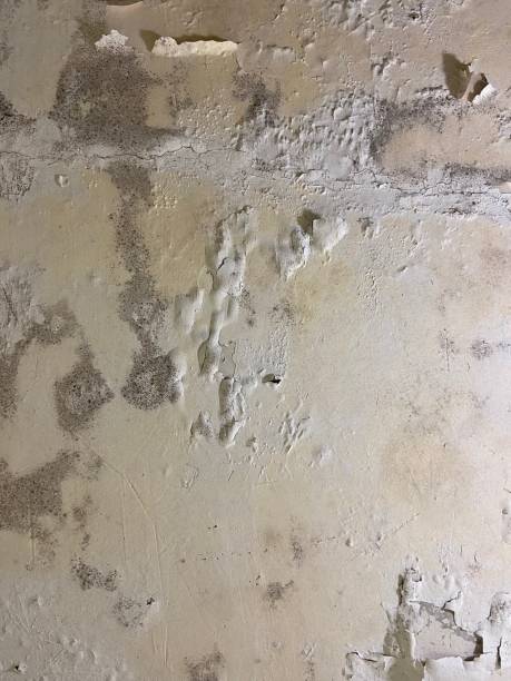 Best Mold Remediation for Specific Building Types in Girard, OH