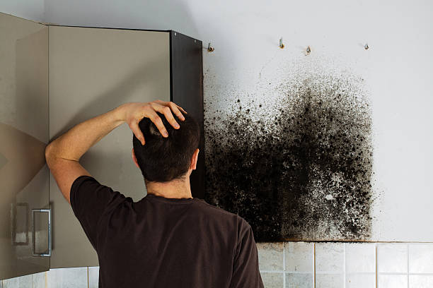 Best Emergency Mold Remediation in Girard, OH